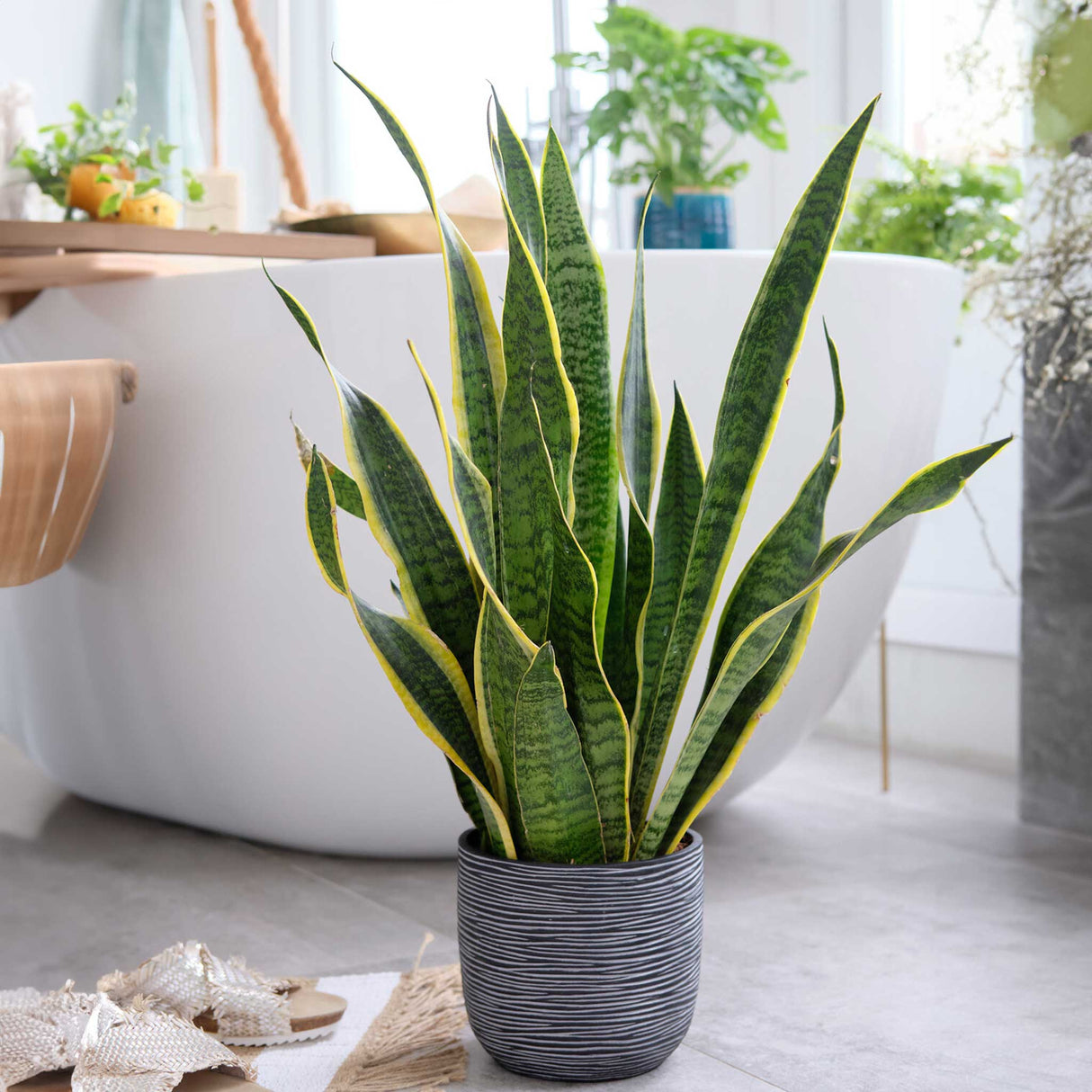 Laurentii Snake Plant - NationwidePlants.com  