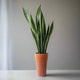 Sansevieria Trifasciata, also known as Snake plant, Zeylanica or Mother-in-law's tongue, in a tall narrow clay planter on counter with blurred background.