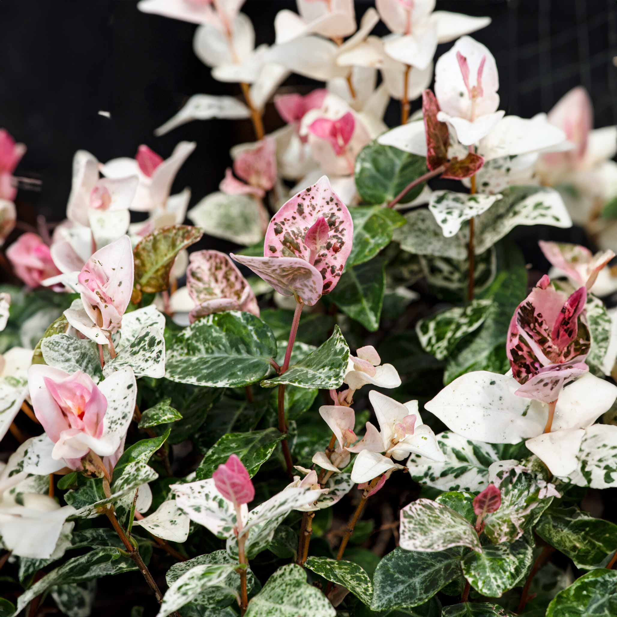 Snow-N-Summer™ Asiatic Jasmine – Vibrant Color & Easy Ground Cover