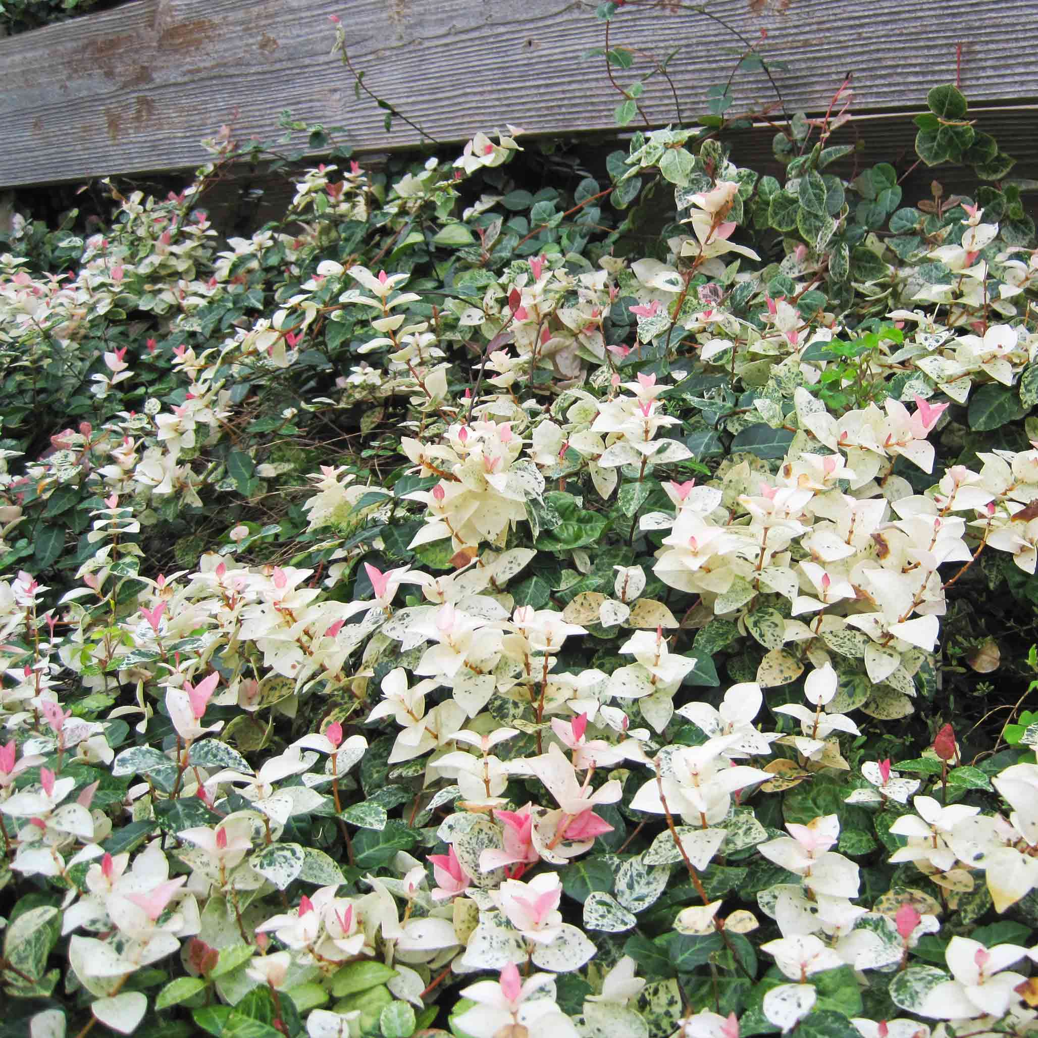 Snow-N-Summer™ Asiatic Jasmine – Vibrant Color & Easy Ground Cover