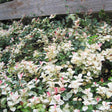 Snow-N-Summer™ Asiatic Jasmine - NationwidePlants.com  