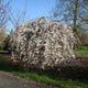 Distant view of a mature Snow Fountains® Weeping Cherry Tree with cascading white flowers.