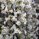 Close-up of Snow Fountains® Weeping Cherry Tree branches covered in delicate white flowers.