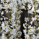 Hanging branches of a Snow Fountains® Weeping Cherry Tree densely covered in white flowers.