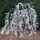 Snow Fountains® Weeping Cherry Tree with arching branches and abundant white blooms in a park setting.