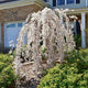 Blooming weeping white cherry tree in a front garden bed with beautiful white trailing flowers and lush green shrubs planted around this ornamental plant.