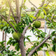 A young soursop fruit growing on a slender tree branch with green foliage in the background.