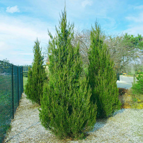 Spartan Juniper - NationwidePlants.com  