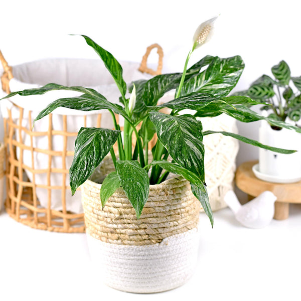 Variegated Peace Lily 'Domino' – Unique, Air-Purifying Houseplant
