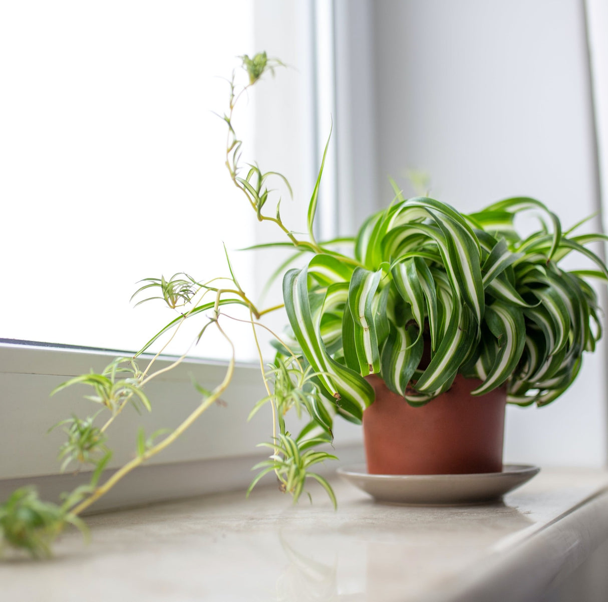 bonnie caribbean spider plant Spider Plant 'Bonnie'