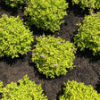Pineapple Poprocks Spiraea golden yellow shrubs in a dark brown mulch bed.