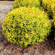 Pineapple Poprocks Spiraea bushy golden yellow shrubs in a mulch bed. 
