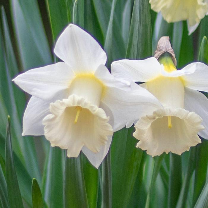 Close-up of white stainless daffodils with almost pure white trumpet centers, tinged with yellow pollen with green leaves and stems in soft natural light.