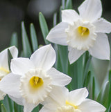 Stainless white daffodils with bright white and pale yellow centers surrounded by green leaves. Considered the pure white variety of daffodil.