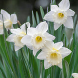 Cluster of white daffodils with yellow centers and green foliage in soft natural light. Grown from Stainless Daffodil bulbs.