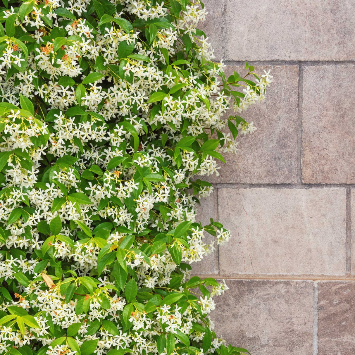 Star Jasmine - NationwidePlants.com  