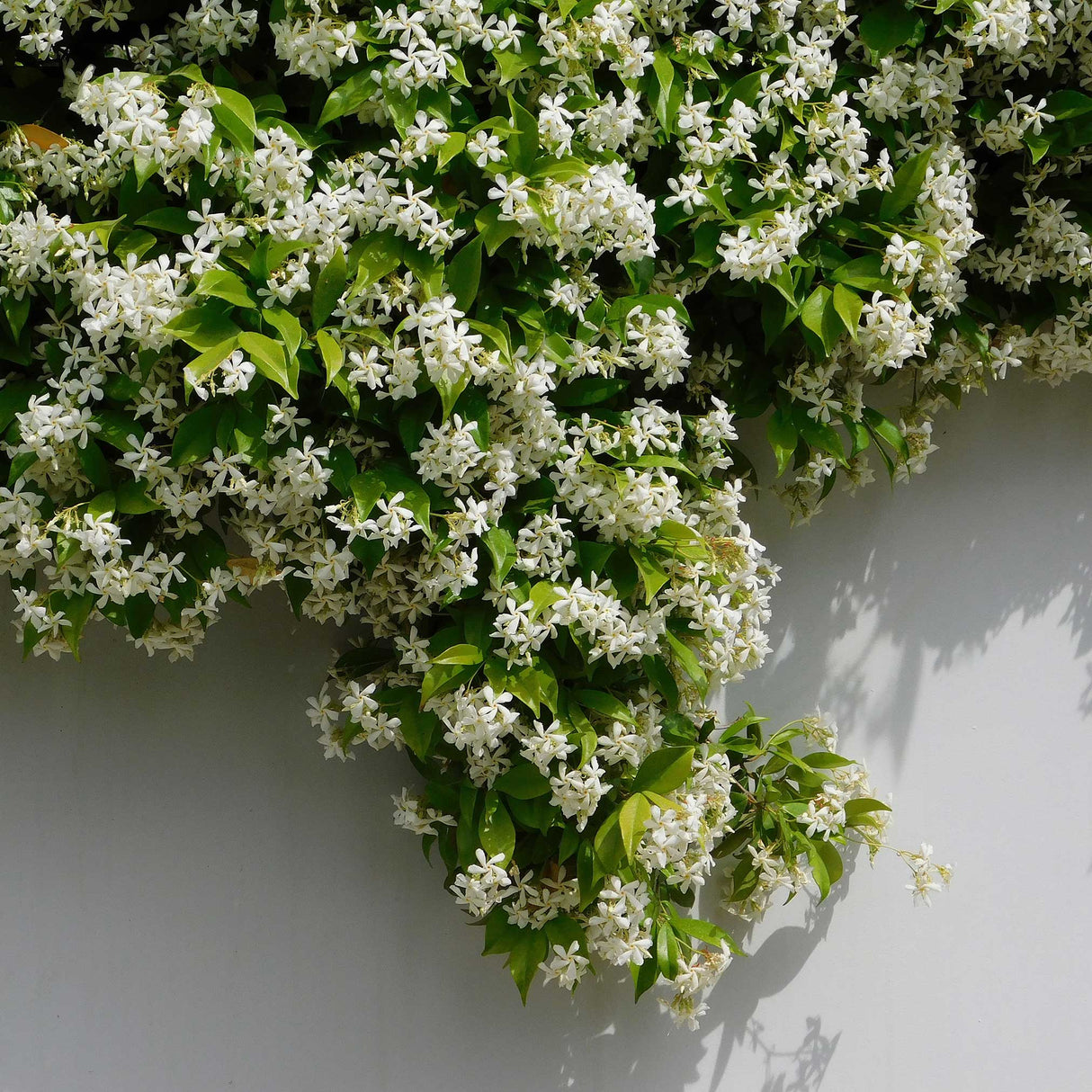 hanging jasmine plant Star Jasmine Vine