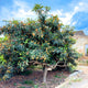 Large loquat tree with dark green leaves and orange fruit, set in a garden.