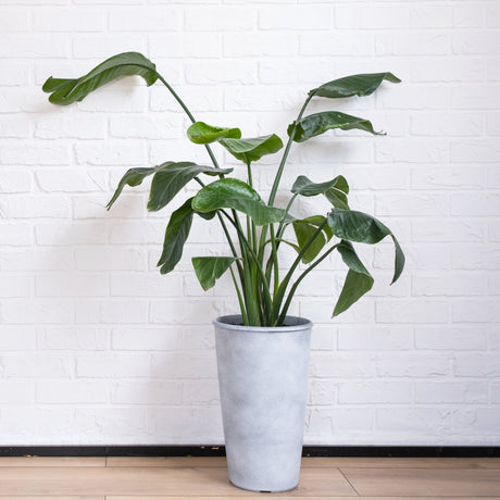 Bird of Paradise plant in a tall, modern gray pot, positioned against a white brick wall as home decor. The houseplant features large, lush green leaves with long stems, fanning out in an elegant, tropical display. The broad leaves have a slight arch, giving the plant a natural, flowing look that adds a touch of greenery and height to the space.