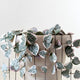 Variegated string of hearts plant with cascading heart shaped variegated  leaves hanging down a beige planter on white background.