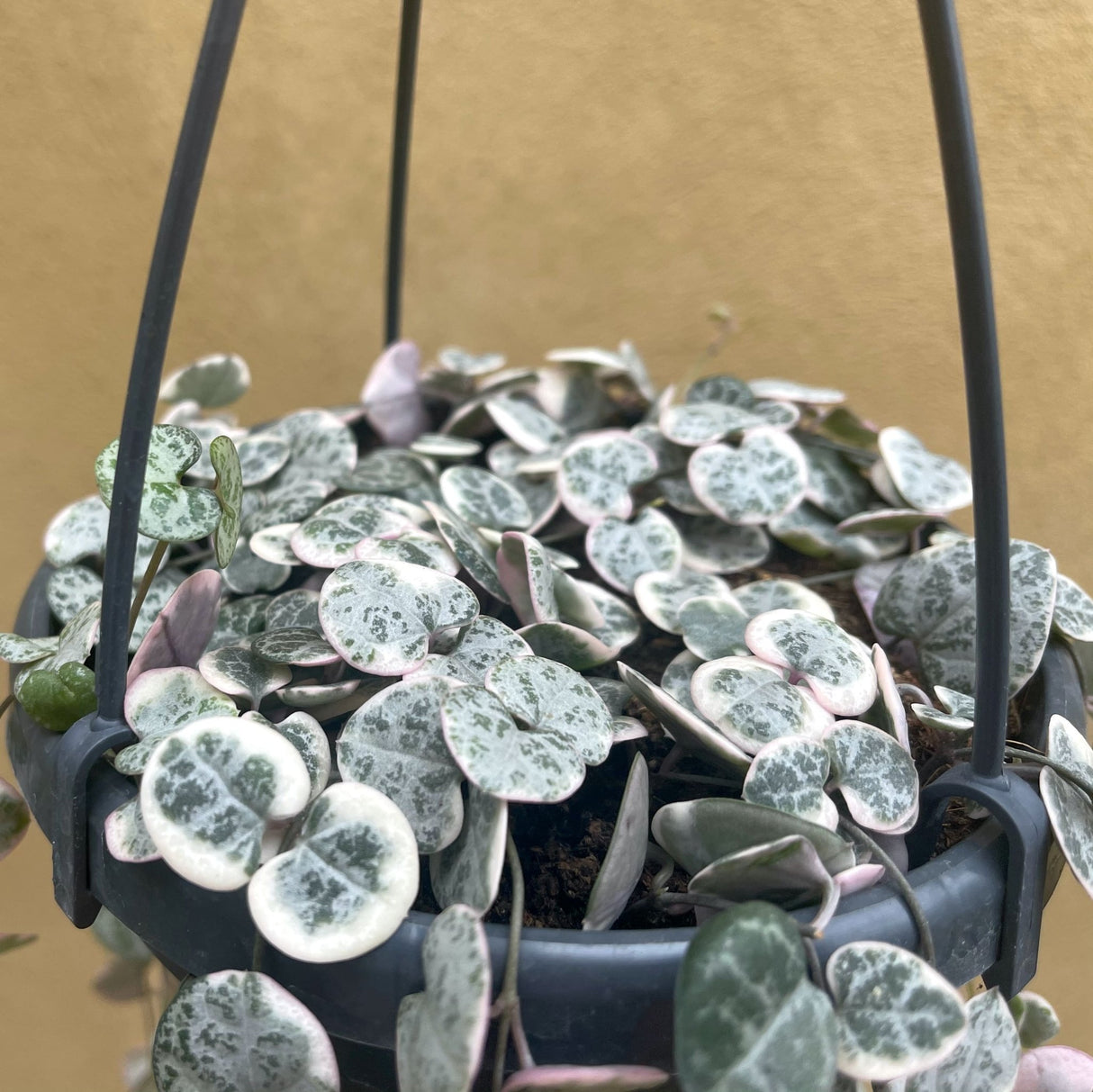 variegated trailing succulents String of Hearts Variegated