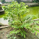 A young Sugar Apple Tree growing near a pond with healthy green foliage.