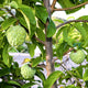 Close-up of a Sugar Apple Tree with green fruits hanging from branches and lush foliage.