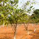 A row of Sugar Apple Trees planted in red soil with a clear sky in the background.