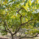 A mature Sugar Apple Tree with spreading branches and green leaves.
