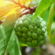 A single unripe Sugar Apple fruit with textured green skin and sunlight filtering through leaves.