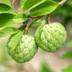 Close-up of two Sugar Apples hanging from a branch, surrounded by green leaves.
