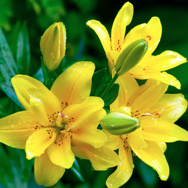 yellow asiatic lily flower Sundew Double Asiatic Lily Bulbs – Pollen-Free, Lush Yellow Blooms