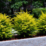 Sunshine Ligustrum - NationwidePlants.com  