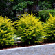 Row of Sunshine Ligustrum shrubs along a gravel pathway in a landscaped garden.