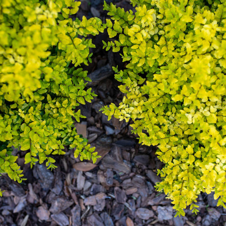 Sunshine Ligustrum - NationwidePlants.com  