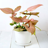 Strawberry Syngonium Pink Houseplant in white planter on white wooden table