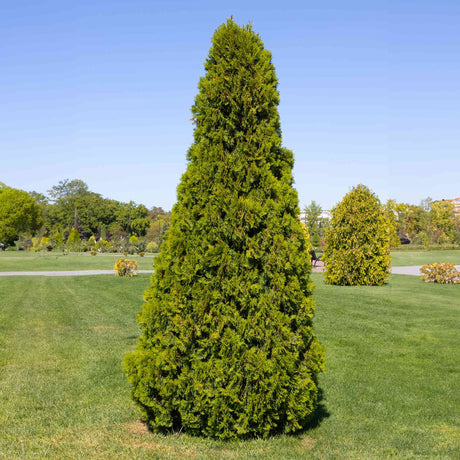 A single baby giant thuja Virginian tree in a grassy open yard with another evergreen in the background that is much more wide than the baby giant thuja for scale. 