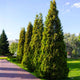 Row of thuja virginian baby giant trees creating a border for a red brick driveway giving privacy and visual texture to the landscape