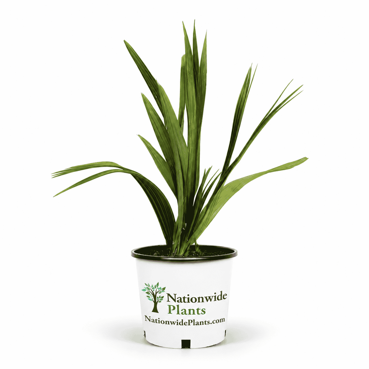 Dwarf Palmetto Tree