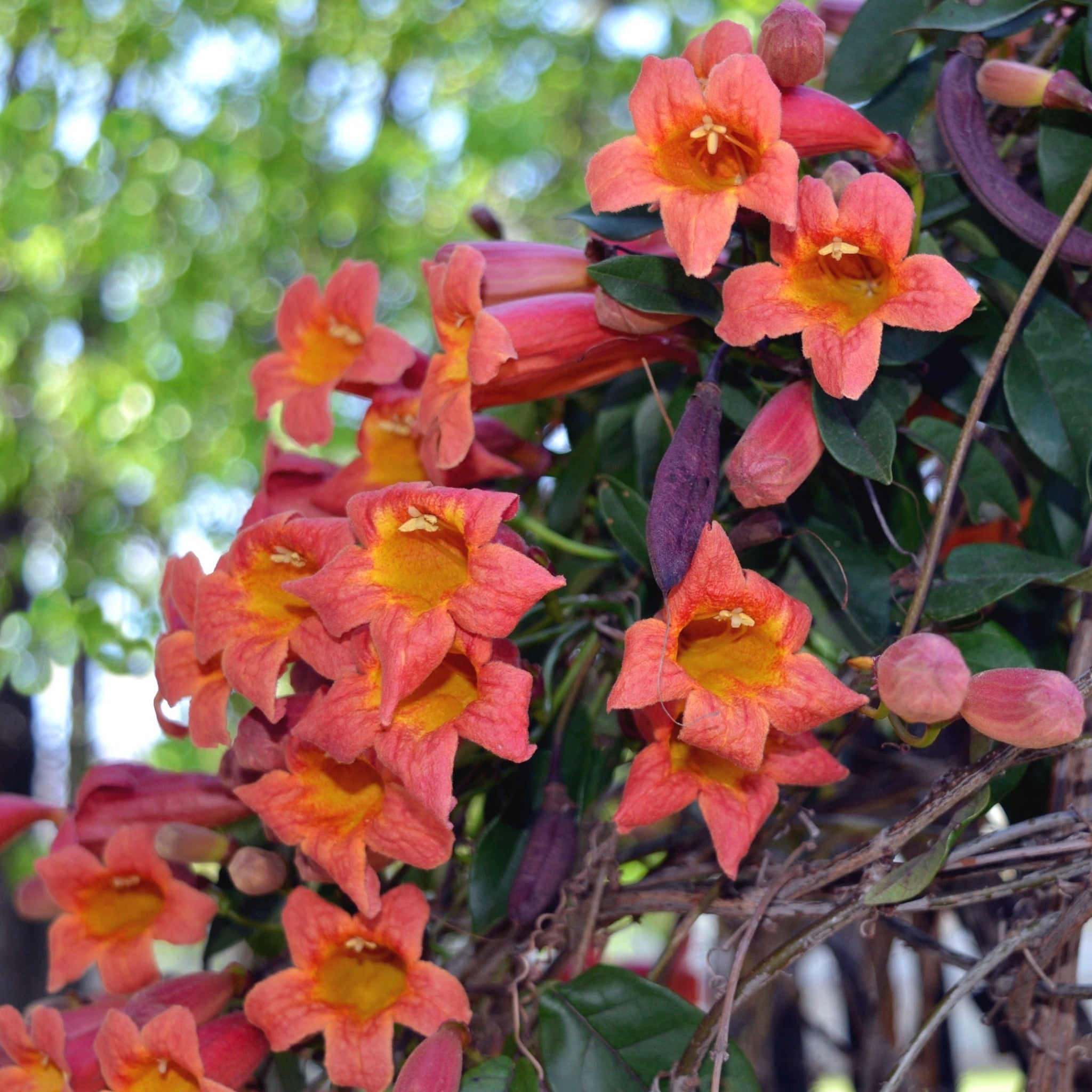 Tangerine Beauty Crossvine | Fast-Growing, Colorful Climbing Vine