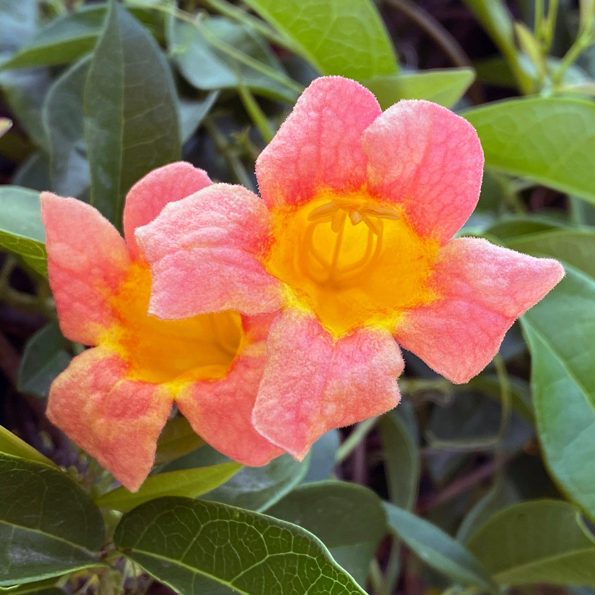 Beware- not all Tangerine Beauty Crossvines are the same.