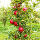 Tall, narrow apple tree with red apples growing in a well-maintained orchard.
