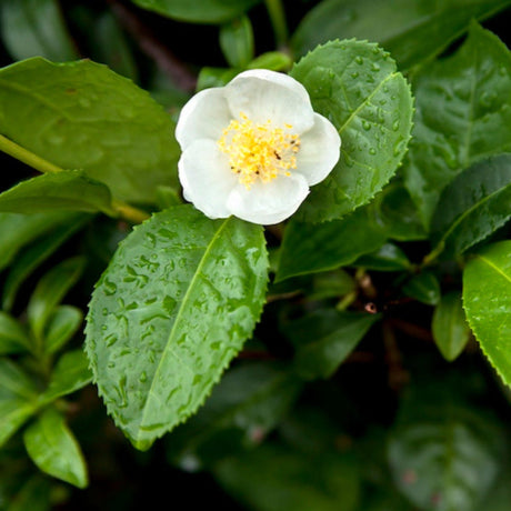 Tea Plant - NationwidePlants.com  