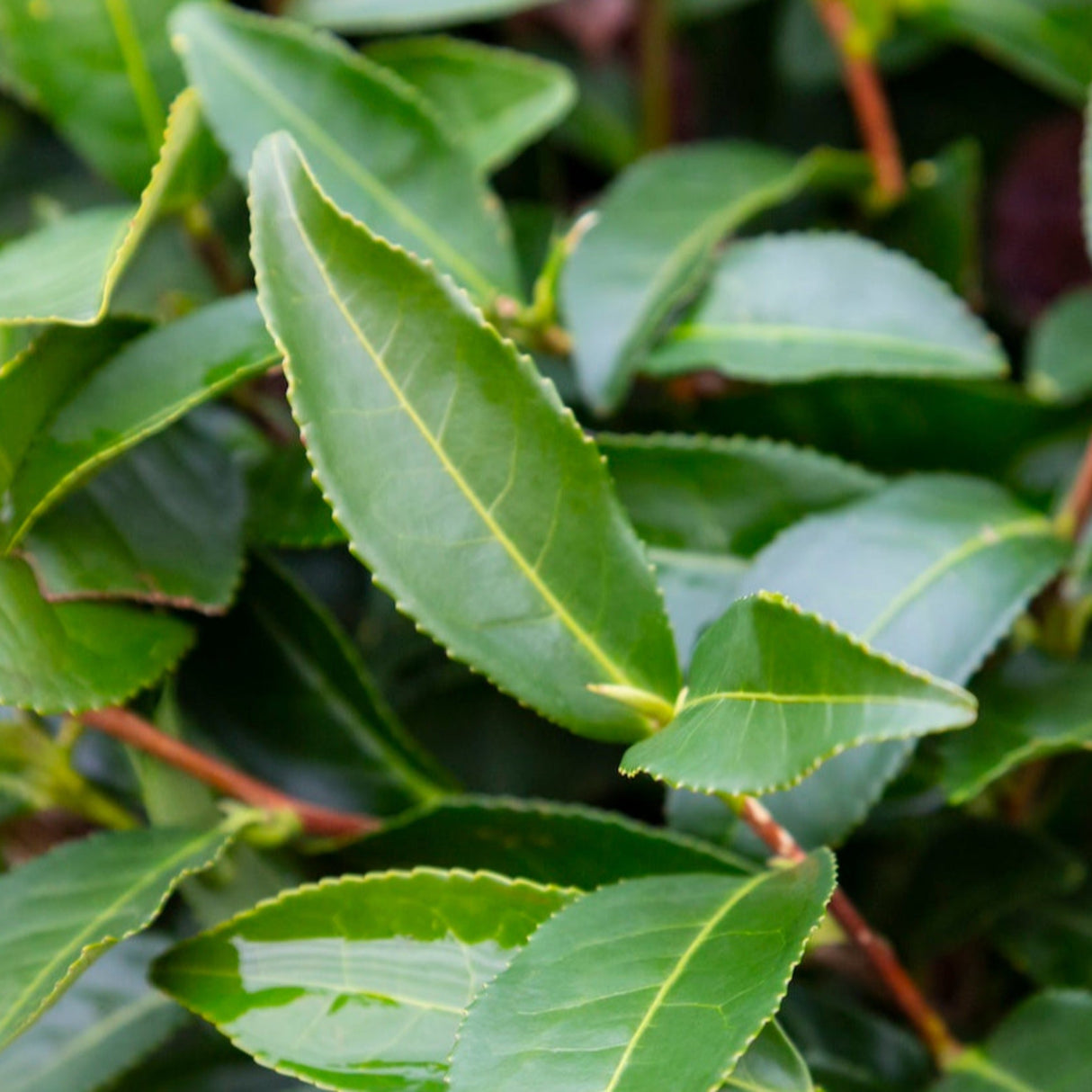 Tea Plant - NationwidePlants.com  