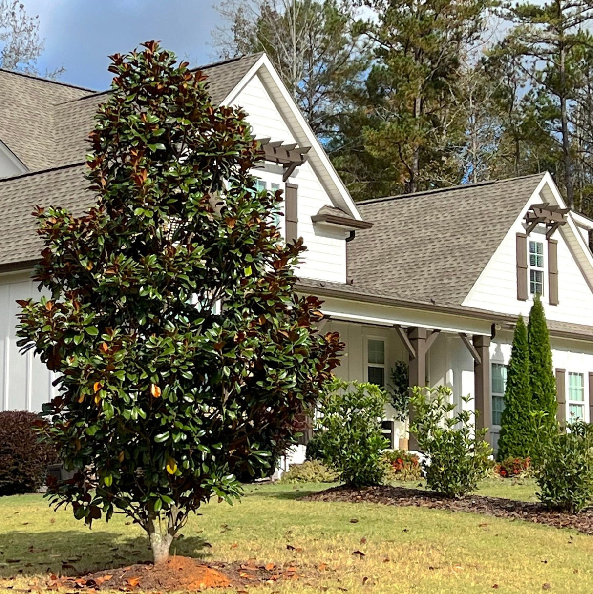 Teddy Bear® Southern Magnolia as landscaping in front of a white home