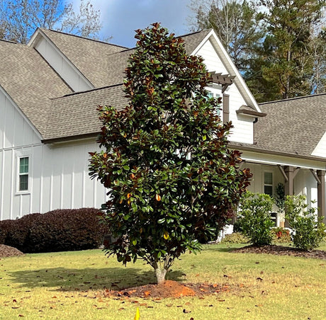 Teddy Bear® Southern Magnolia - NationwidePlants.com  