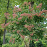 Temple of Bloom® Seven-Son Flower - NationwidePlants.com  