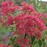 Temple of Bloom® Seven-Son Flower - NationwidePlants.com  