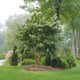 A landscaped garden with a Temple of Bloom® Seven-Son Flower tree among other greenery.