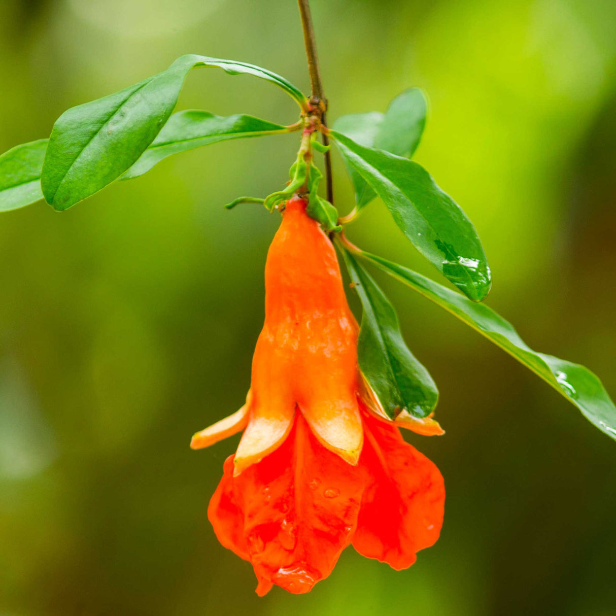 Texas Pink Pomegranate Tree - NationwidePlants.com  